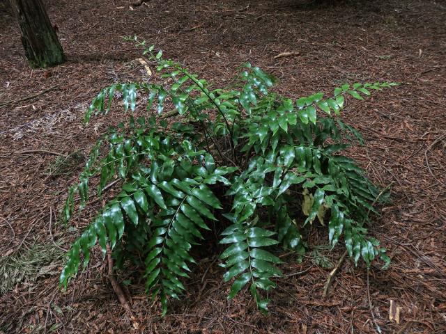 Sleziník (Asplenium oblongifolium Colenso)