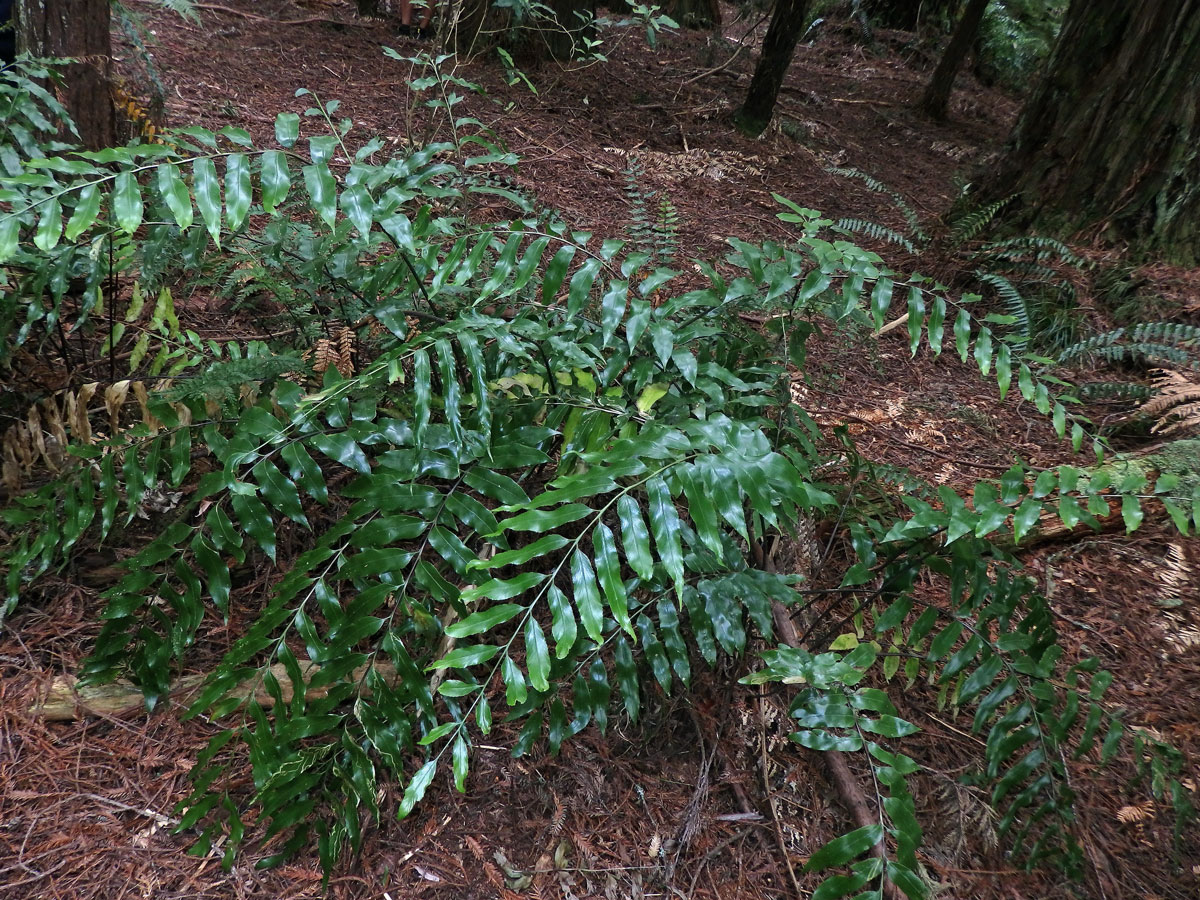 Sleziník (Asplenium oblongifolium Colenso)