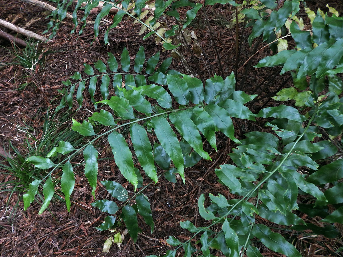 Sleziník (Asplenium oblongifolium Colenso)