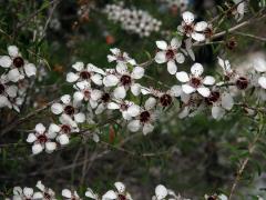 Balmín metlatý (Leptospermum scoparium J. R. & G. Forst.)