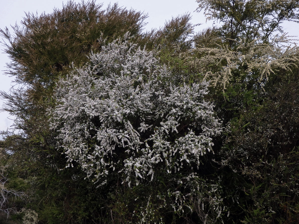 Balmín metlatý (Leptospermum scoparium J. R. & G. Forst.)