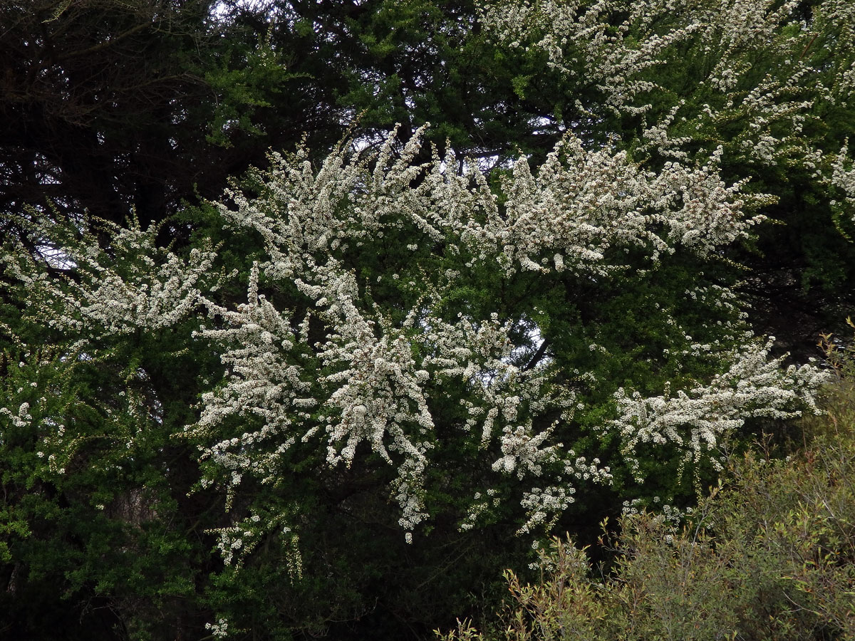 Balmín metlatý (Leptospermum scoparium J. R. & G. Forst.)