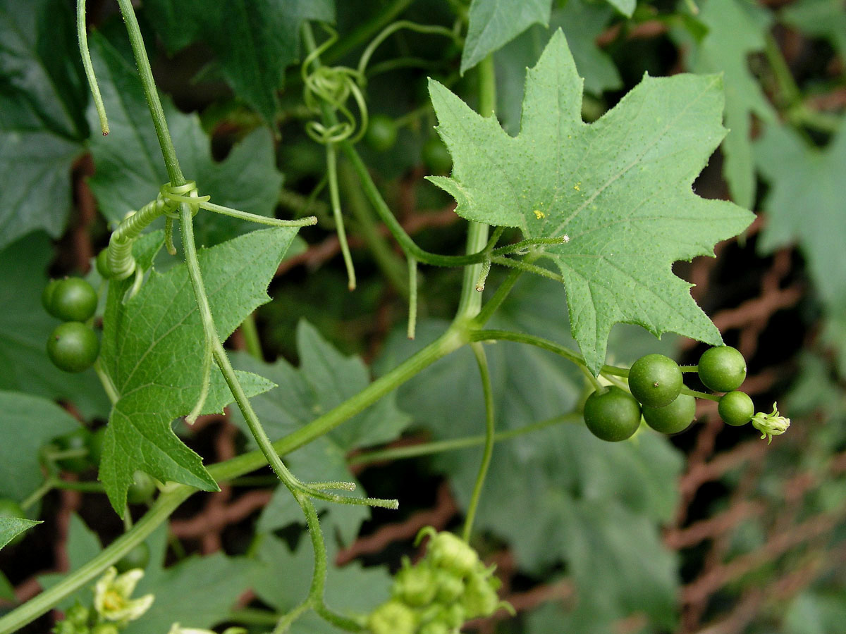 Posed bílý (Bryonia alba L.)