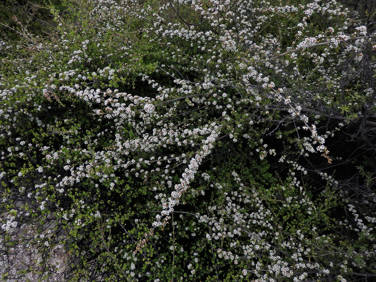 Balmín metlatý (Leptospermum scoparium J. R. & G. Forst.)