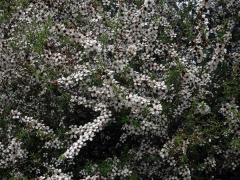 Balmín metlatý (Leptospermum scoparium J. R. & G. Forst.)