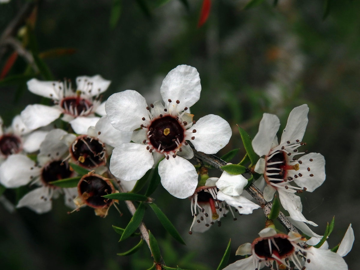 Balmín metlatý (Leptospermum scoparium J. R. & G. Forst.)