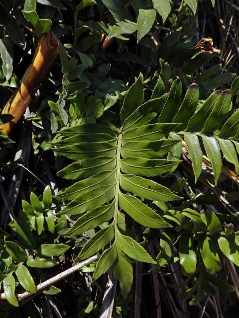 Sleziník (Asplenium obtusatum G. Forst.)