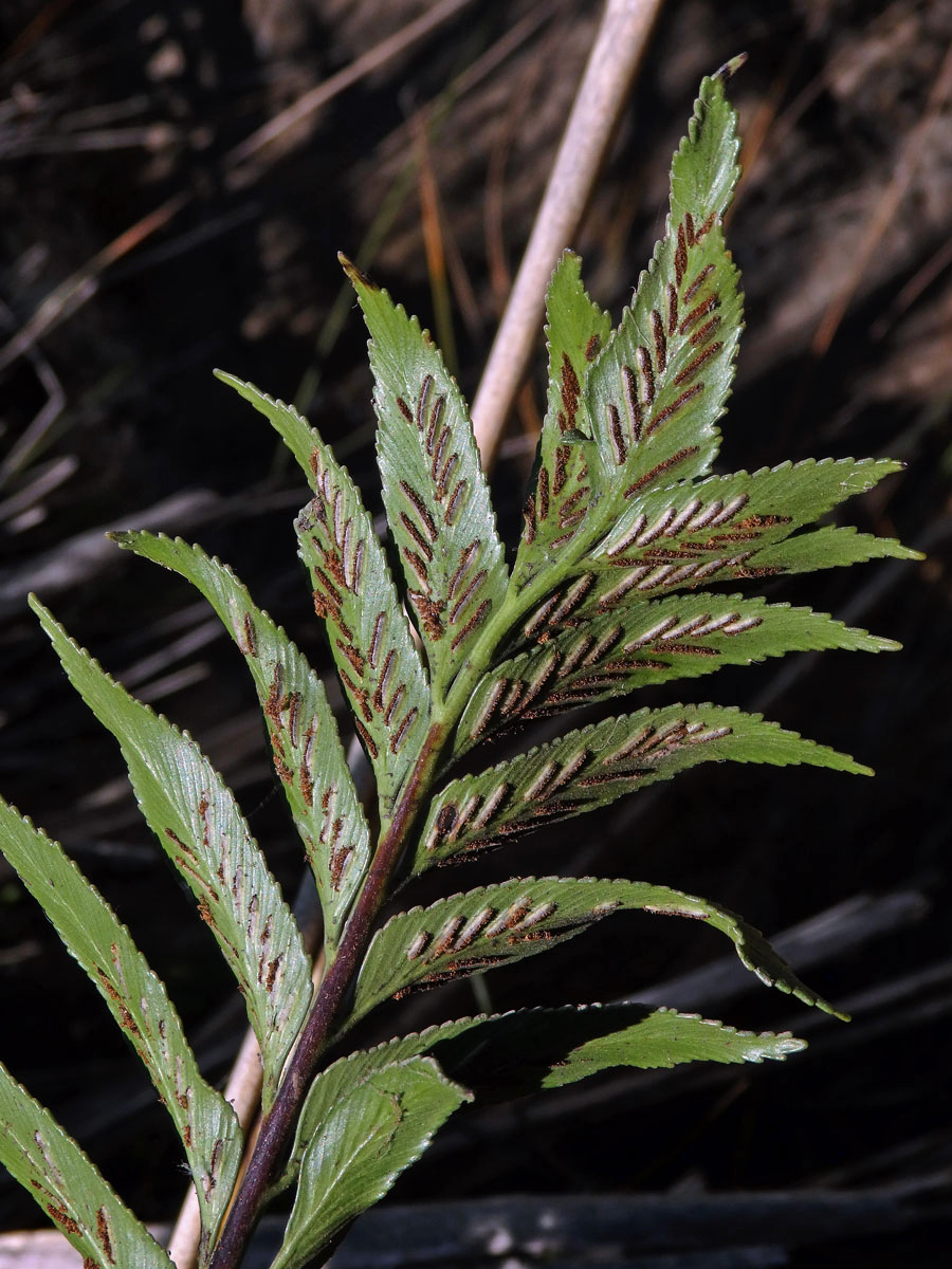 Sleziník (Asplenium obtusatum G. Forst.)