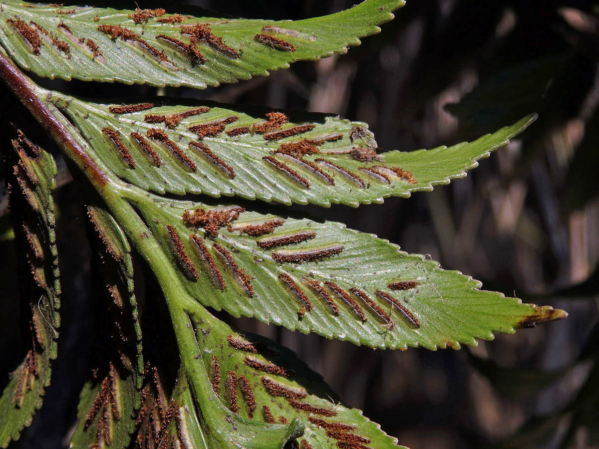 Sleziník (Asplenium obtusatum G. Forst.)