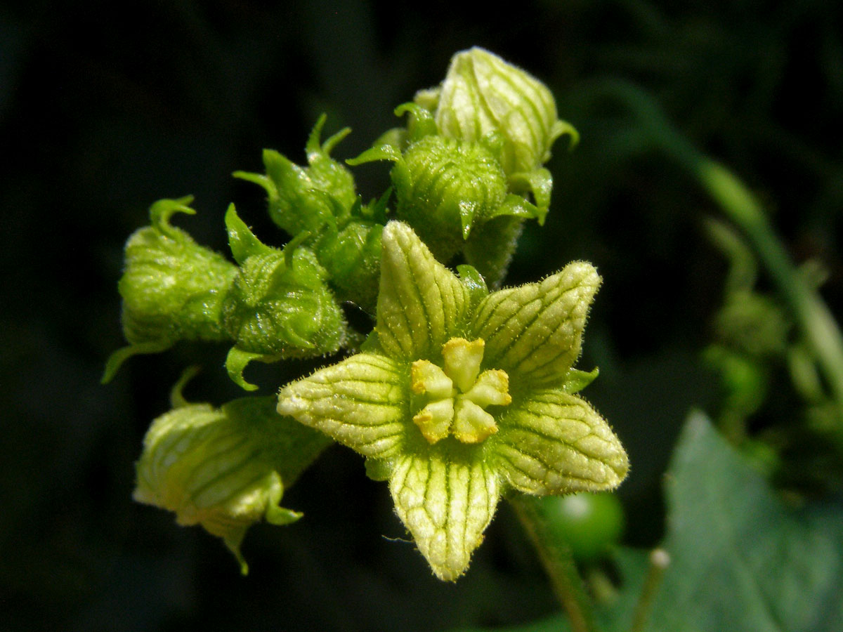 Posed bílý (Bryonia alba L.)