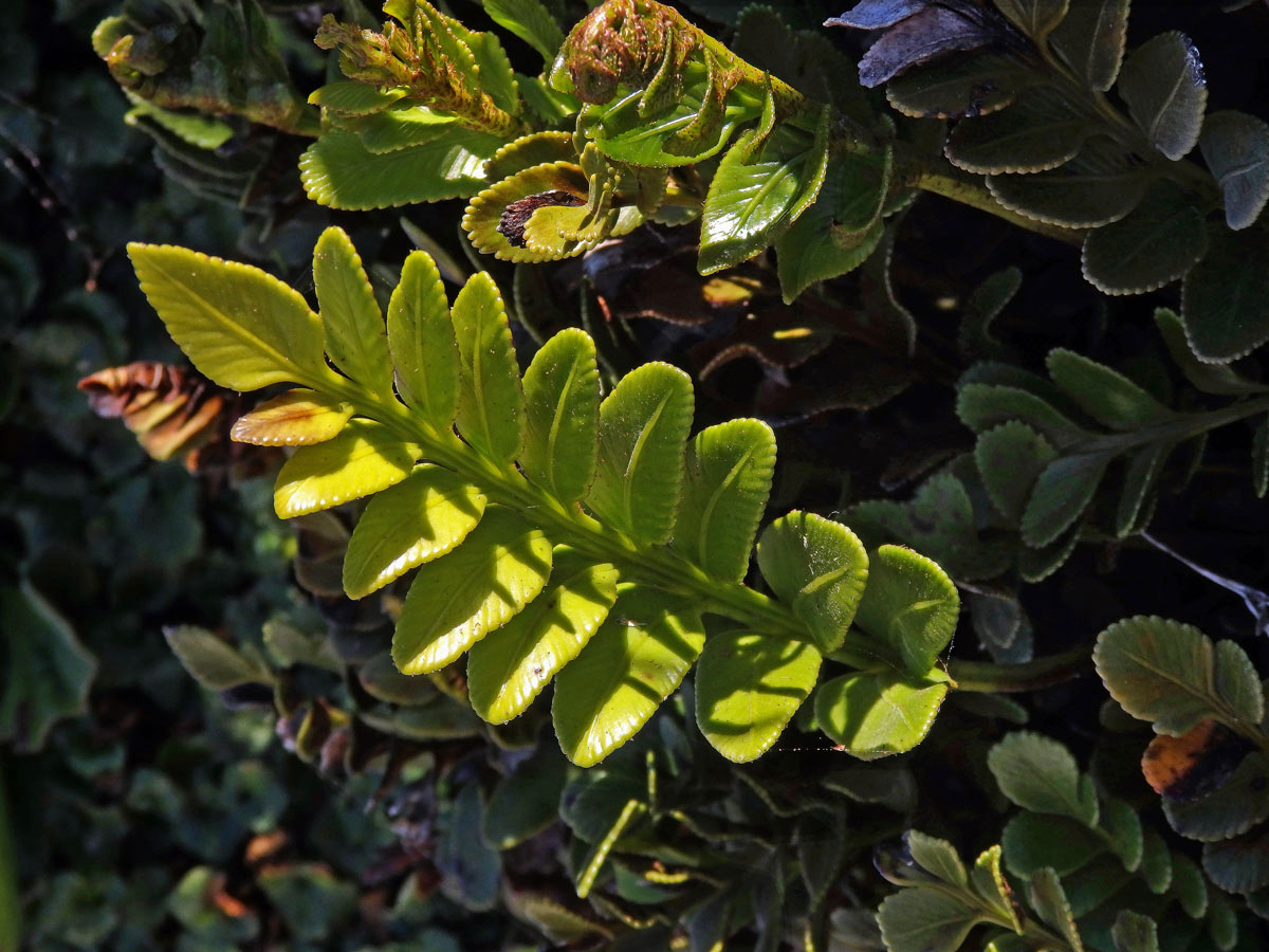 Sleziník (Asplenium decurrens Willd.)