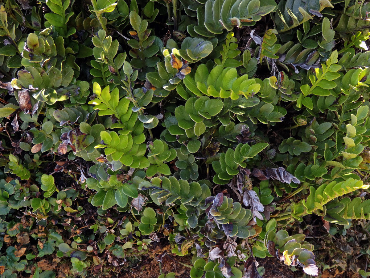 Sleziník (Asplenium decurrens Willd.)