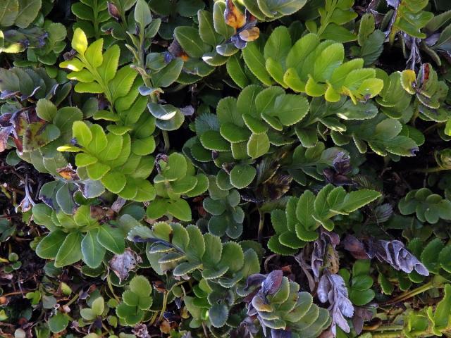 Sleziník (Asplenium decurrens Willd.)