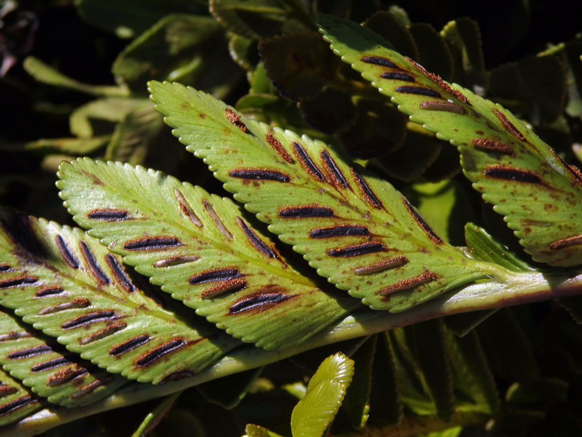 Sleziník (Asplenium decurrens Willd.)