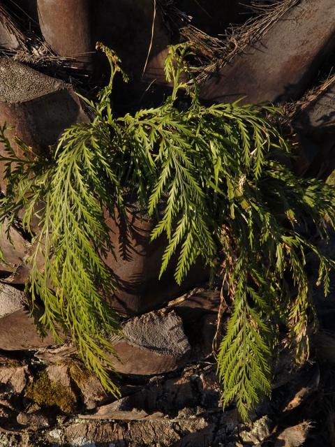 Sleziník (Asplenium flaccidum G. Forst)