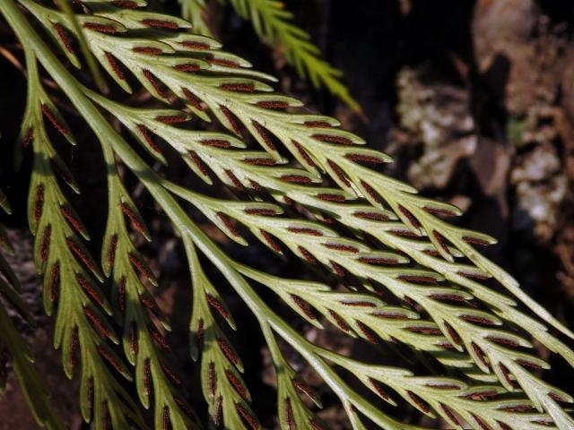 Sleziník (Asplenium flaccidum G. Forst)