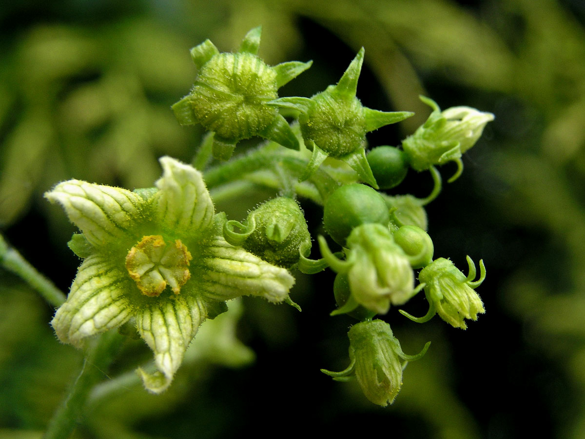 Posed bílý (Bryonia alba L.)