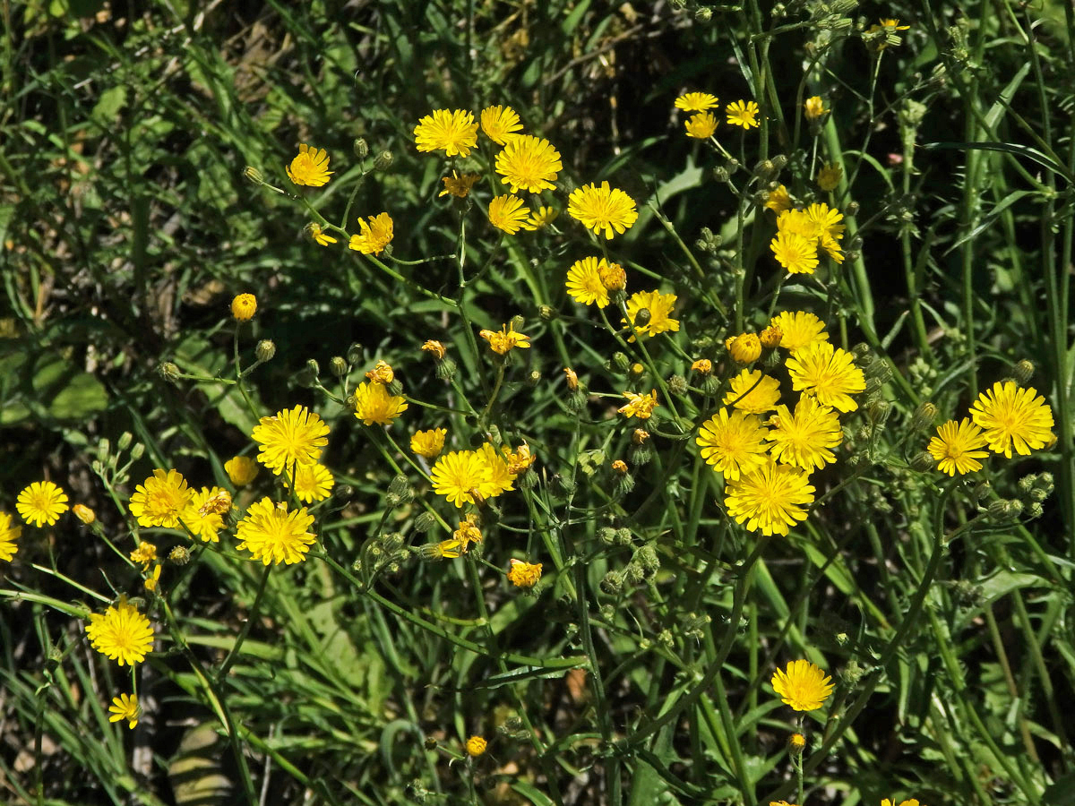 Škarda vláskovitá (Crepis capillaris (L.) Wallr.)