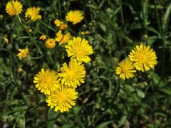 Škarda vláskovitá (Crepis capillaris (L.) Wallr.)