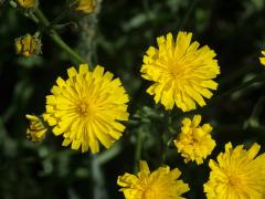 Škarda vláskovitá (Crepis capillaris (L.) Wallr.)