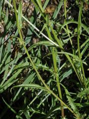 Škarda vláskovitá (Crepis capillaris (L.) Wallr.)