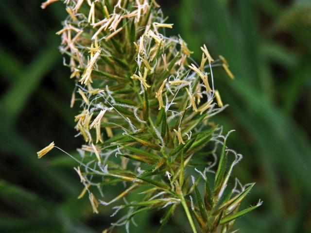 Tomka vonná (Anthoxanthum odoratum L.)