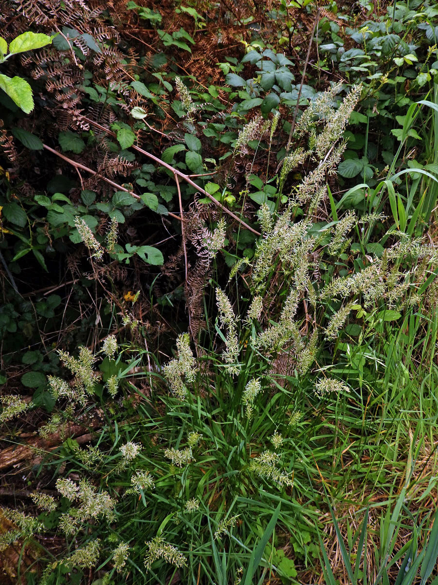 Tomka vonná (Anthoxanthum odoratum L.)