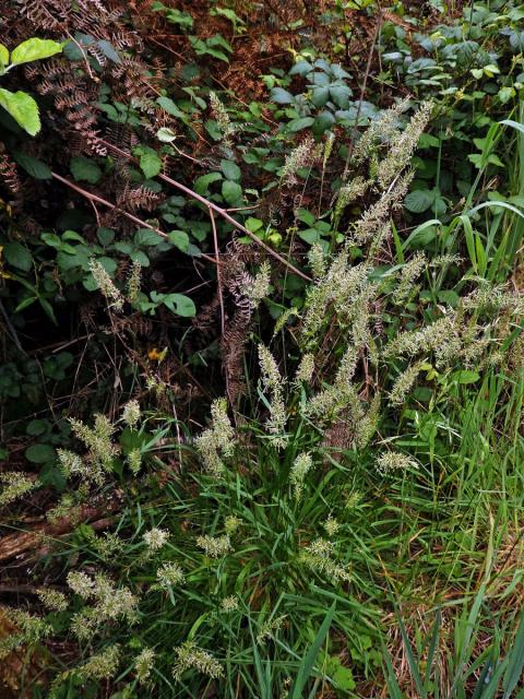 Tomka vonná (Anthoxanthum odoratum L.)