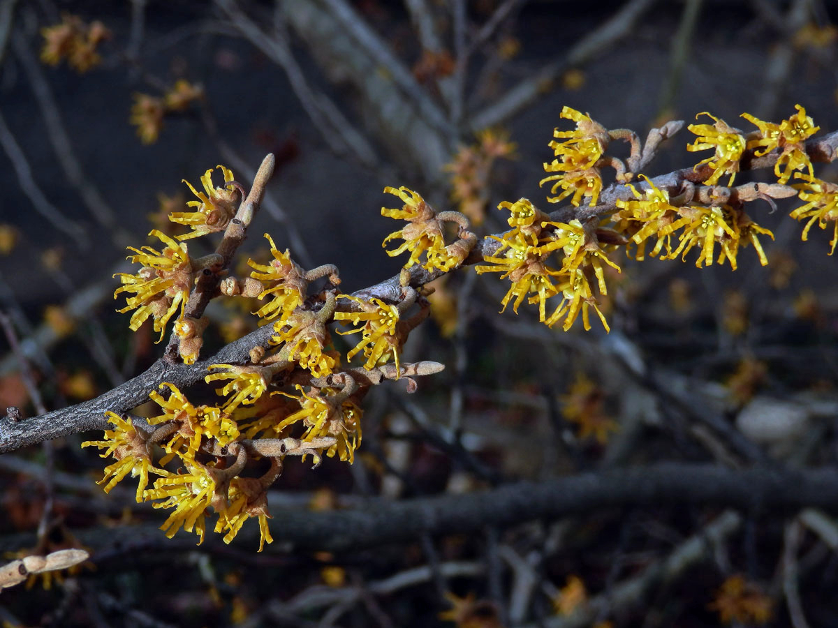 Vilín jarní (Hamamelis vernalis Sarg.)