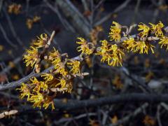 Vilín jarní (Hamamelis vernalis Sarg.)   