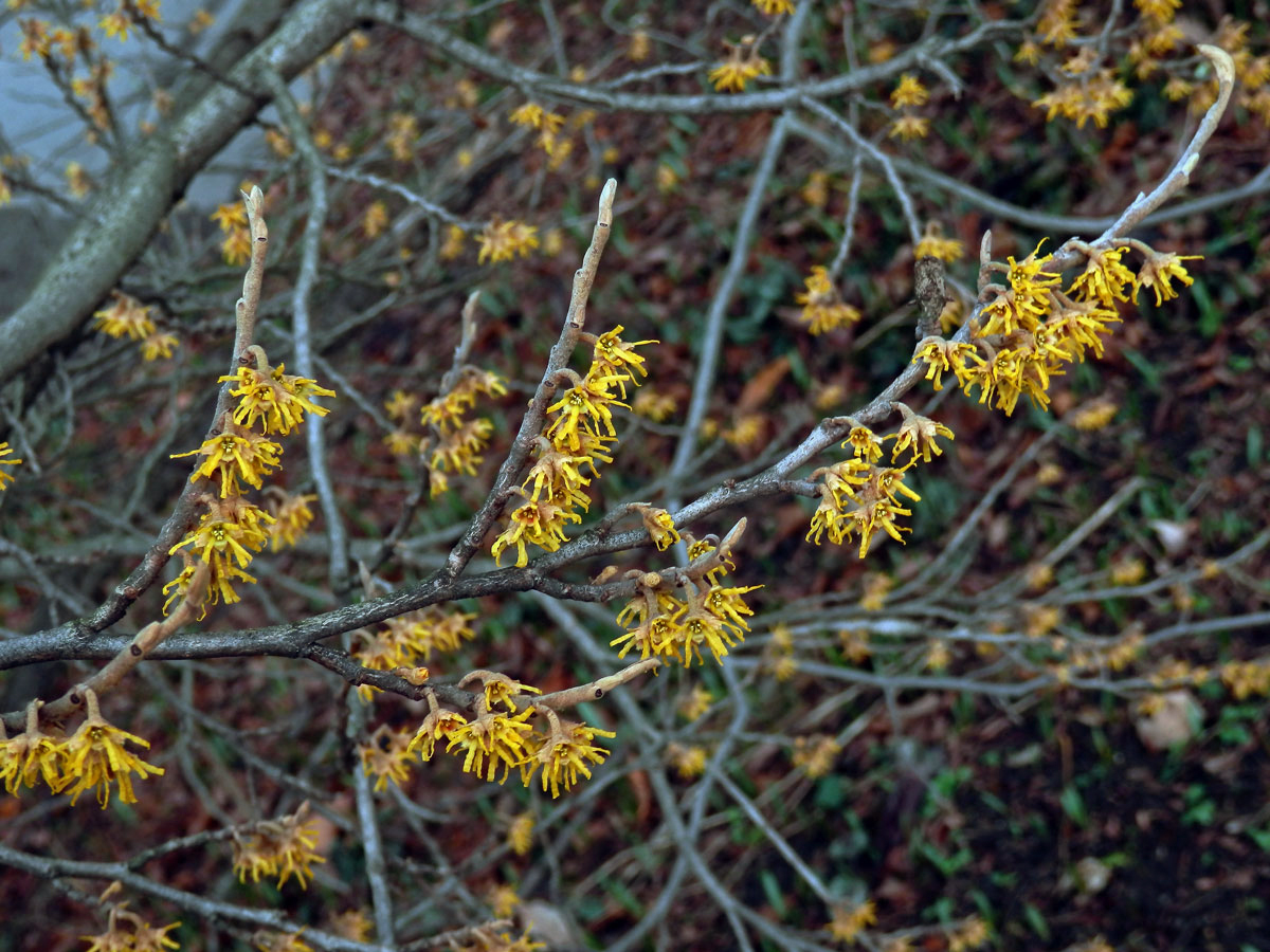 Vilín jarní (Hamamelis vernalis Sarg.)