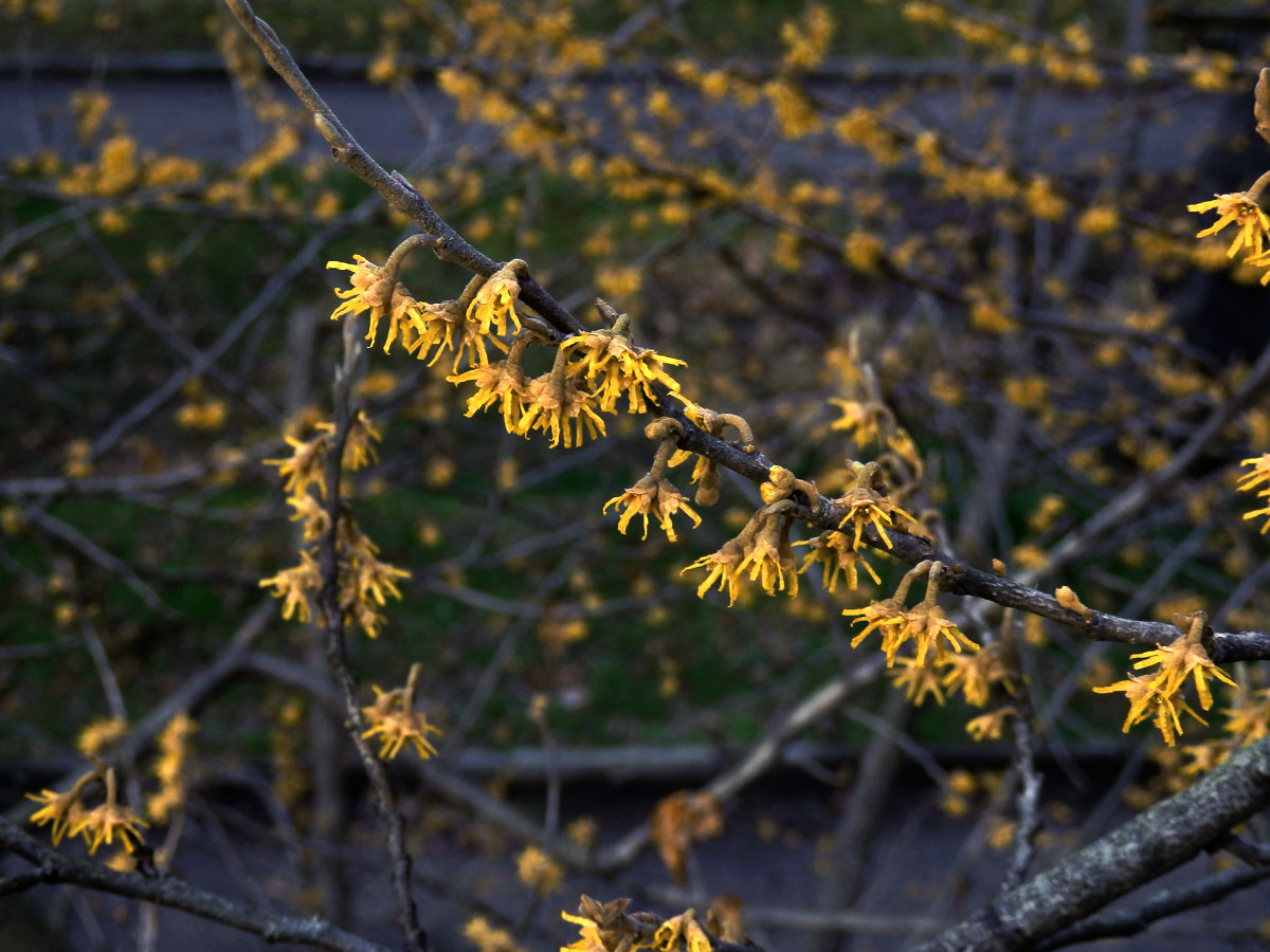 Vilín jarní (Hamamelis vernalis Sarg.)