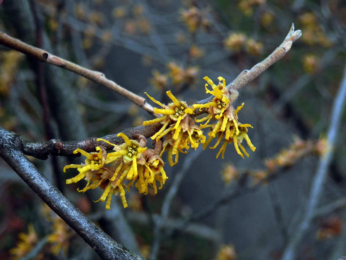 Vilín jarní (Hamamelis vernalis Sarg.)