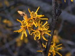 Vilín jarní (Hamamelis vernalis Sarg.)