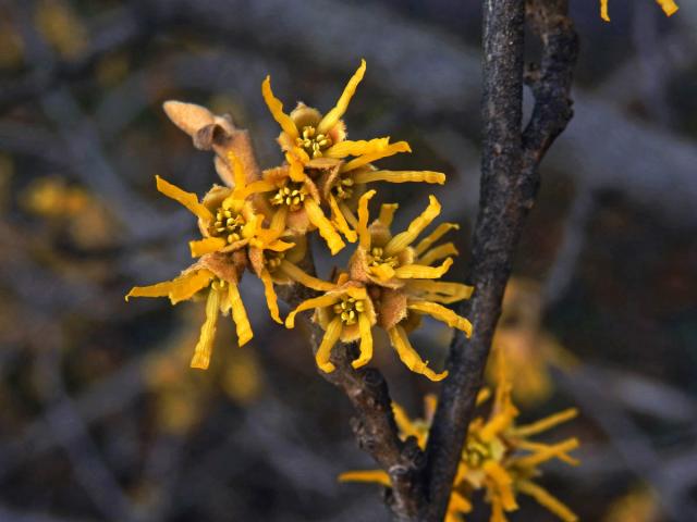 Vilín jarní (Hamamelis vernalis Sarg.)