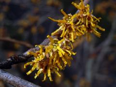 Vilín jarní (Hamamelis vernalis Sarg.)