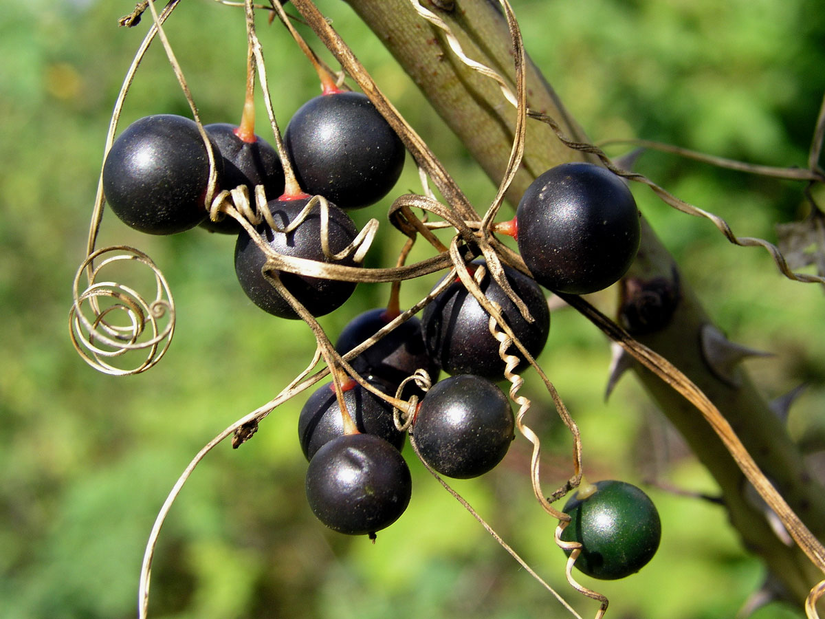 Posed bílý (Bryonia alba L.)