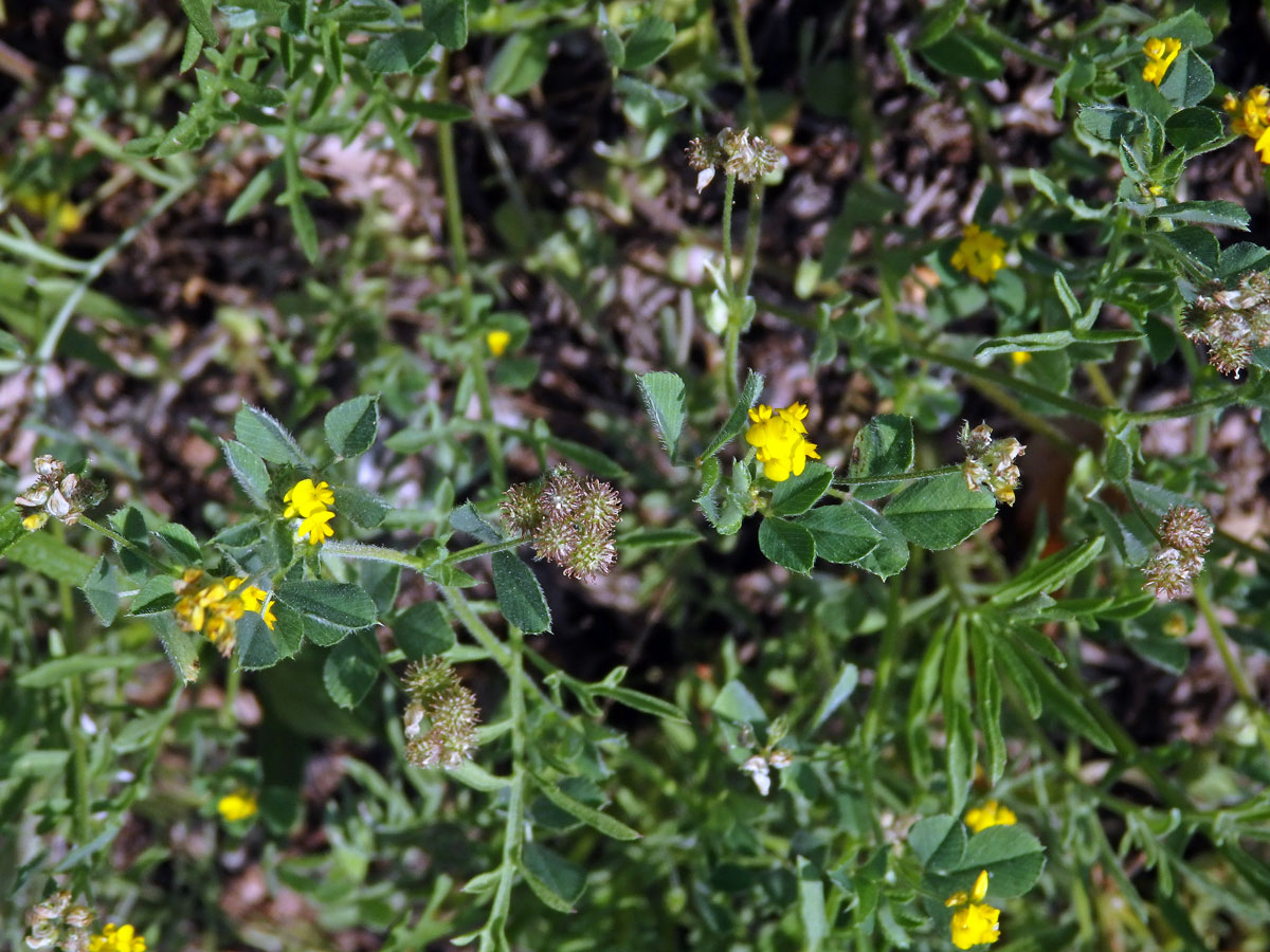 Tolice nejmenší (Medicago minima (L.) L.)