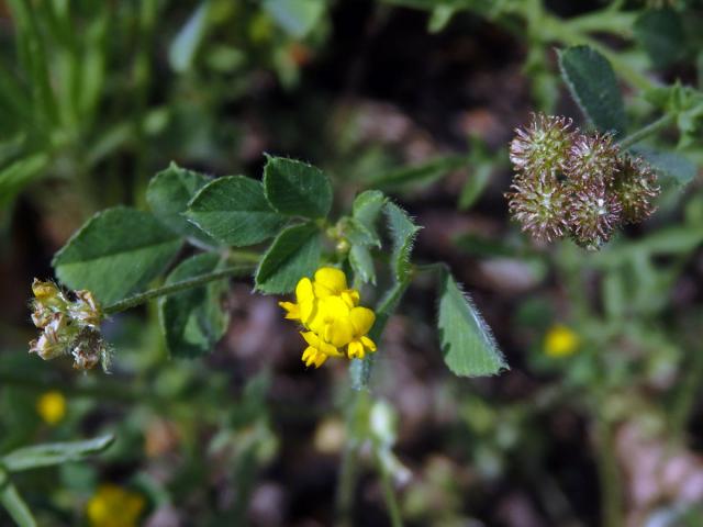 Tolice nejmenší (Medicago minima (L.) L.)