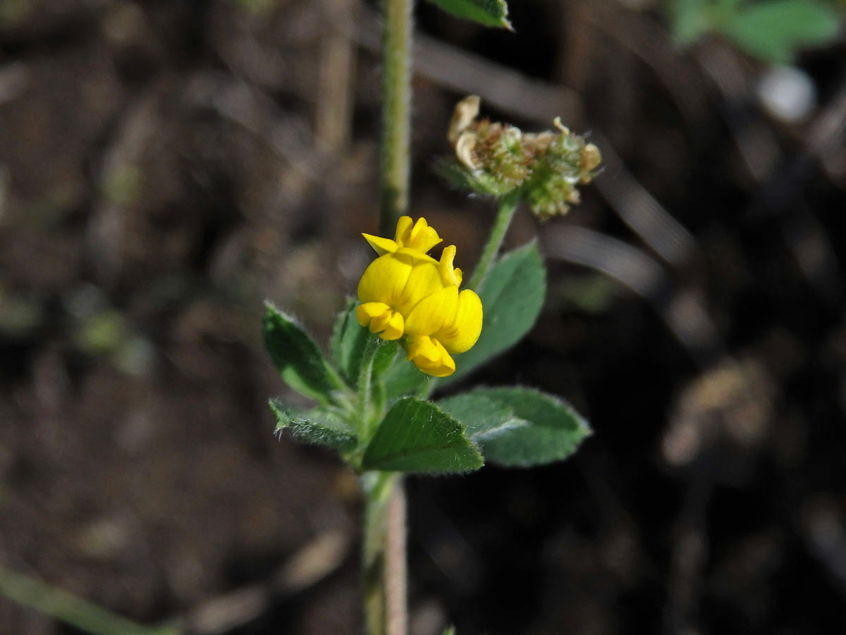 Tolice nejmenší (Medicago minima (L.) L.)