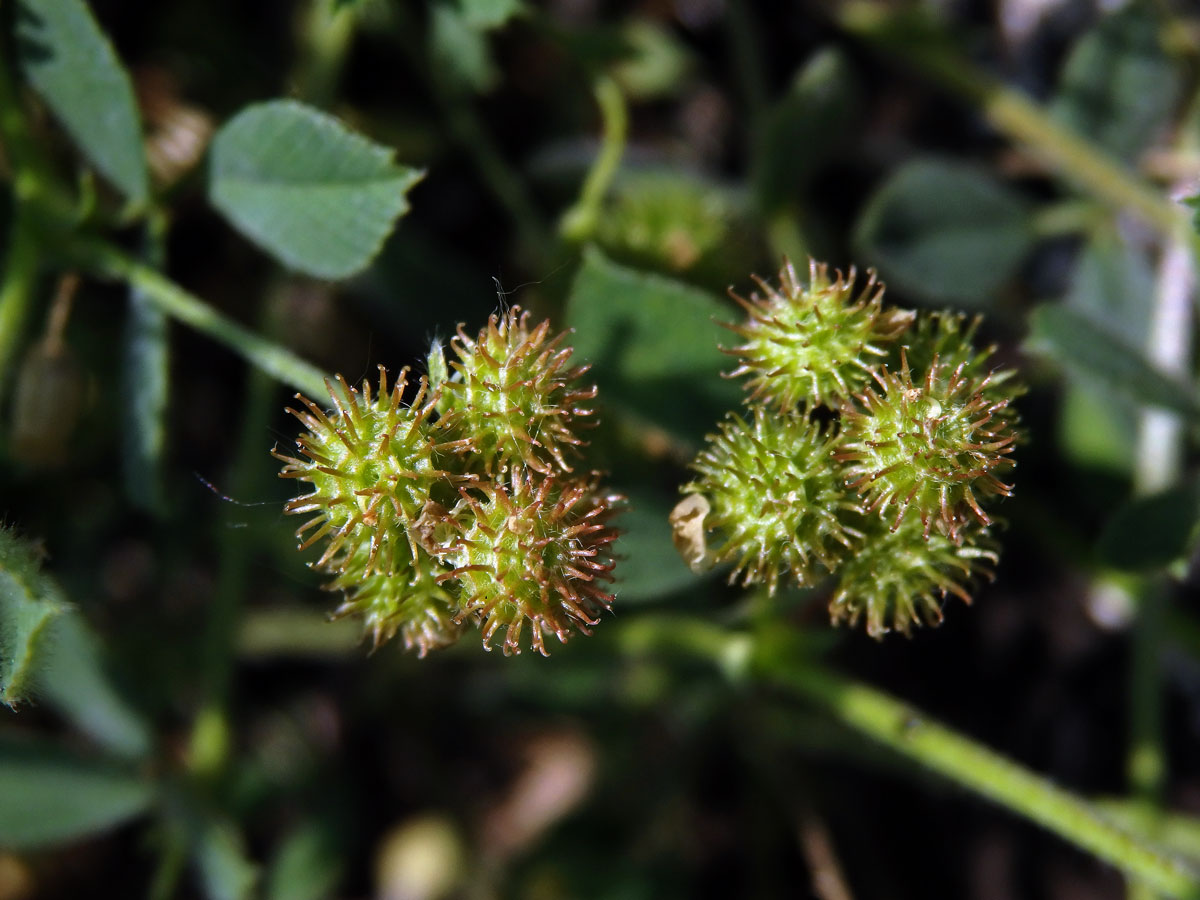 Tolice nejmenší (Medicago minima (L.) L.)