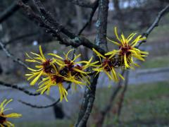 Vilín měkký (Hamamelis mollis Oliv. ex F. B. Forbes & Hemsl.)