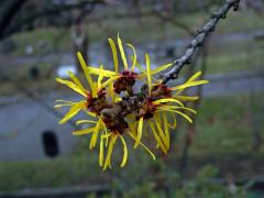 Vilín měkký (Hamamelis mollis Oliv. ex F. B. Forbes & Hemsl.)