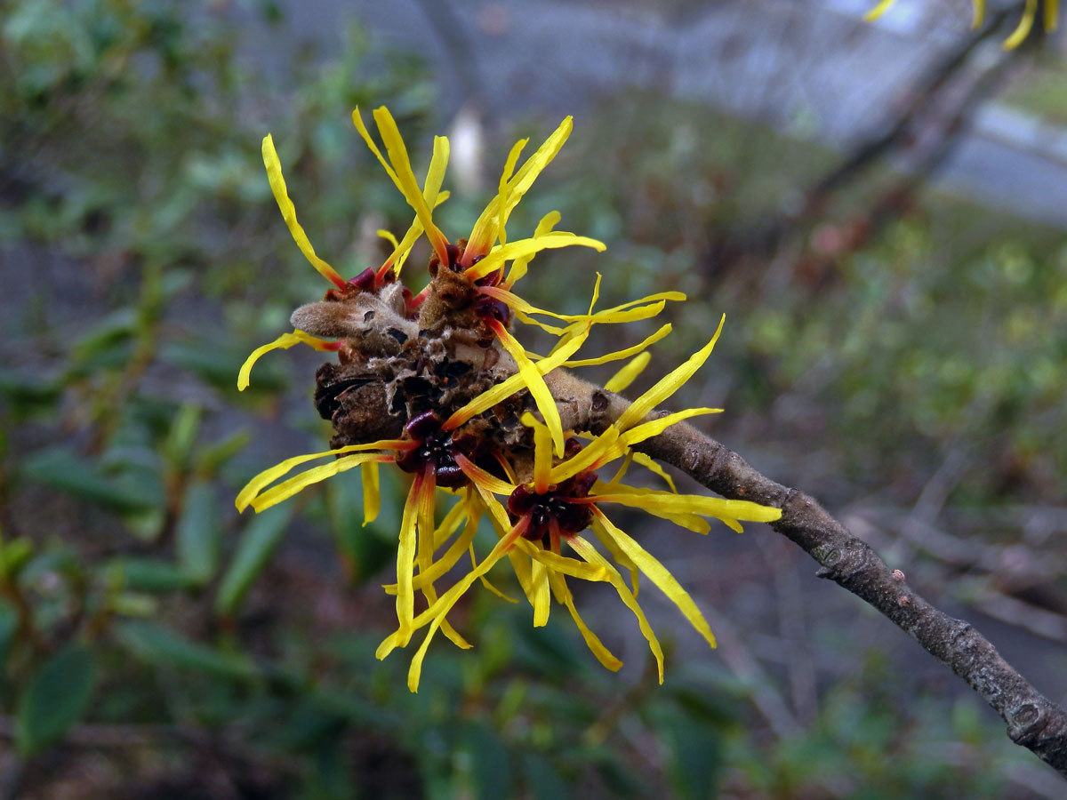 Vilín měkký (Hamamelis mollis Oliv. ex F. B. Forbes & Hemsl.)