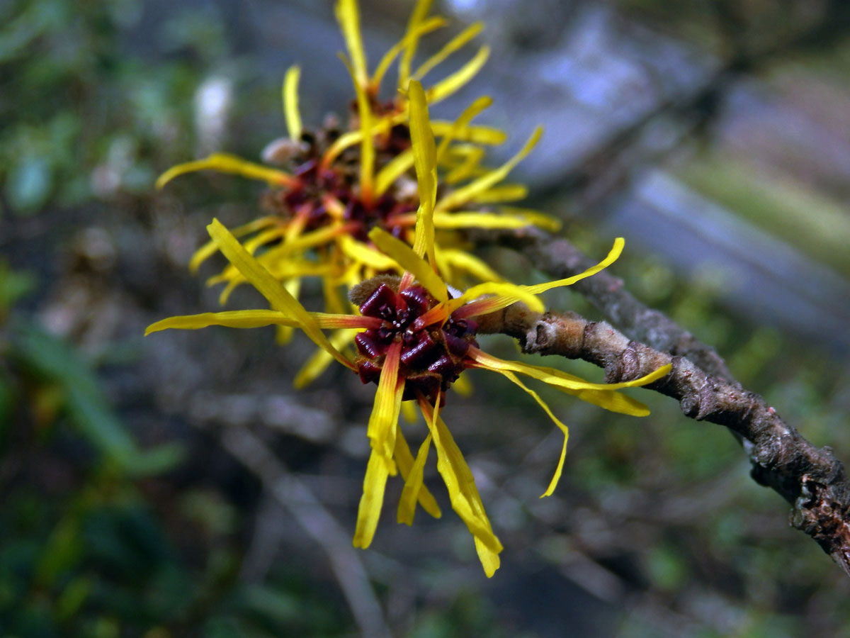 Vilín měkký (Hamamelis mollis Oliv. ex F. B. Forbes & Hemsl.)