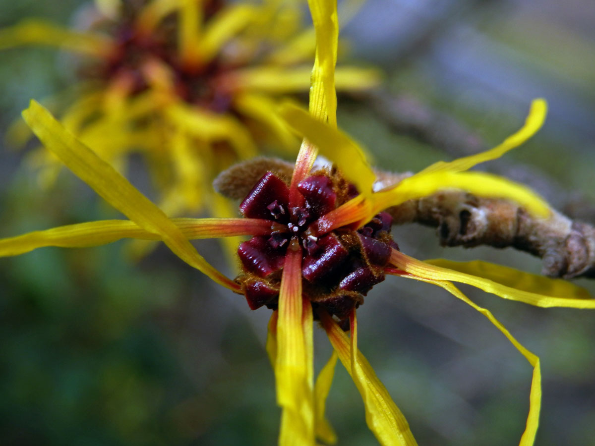 Vilín měkký (Hamamelis mollis Oliv. ex F. B. Forbes & Hemsl.)