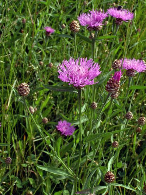 Chrpa luční (Centaurea jacea L.)