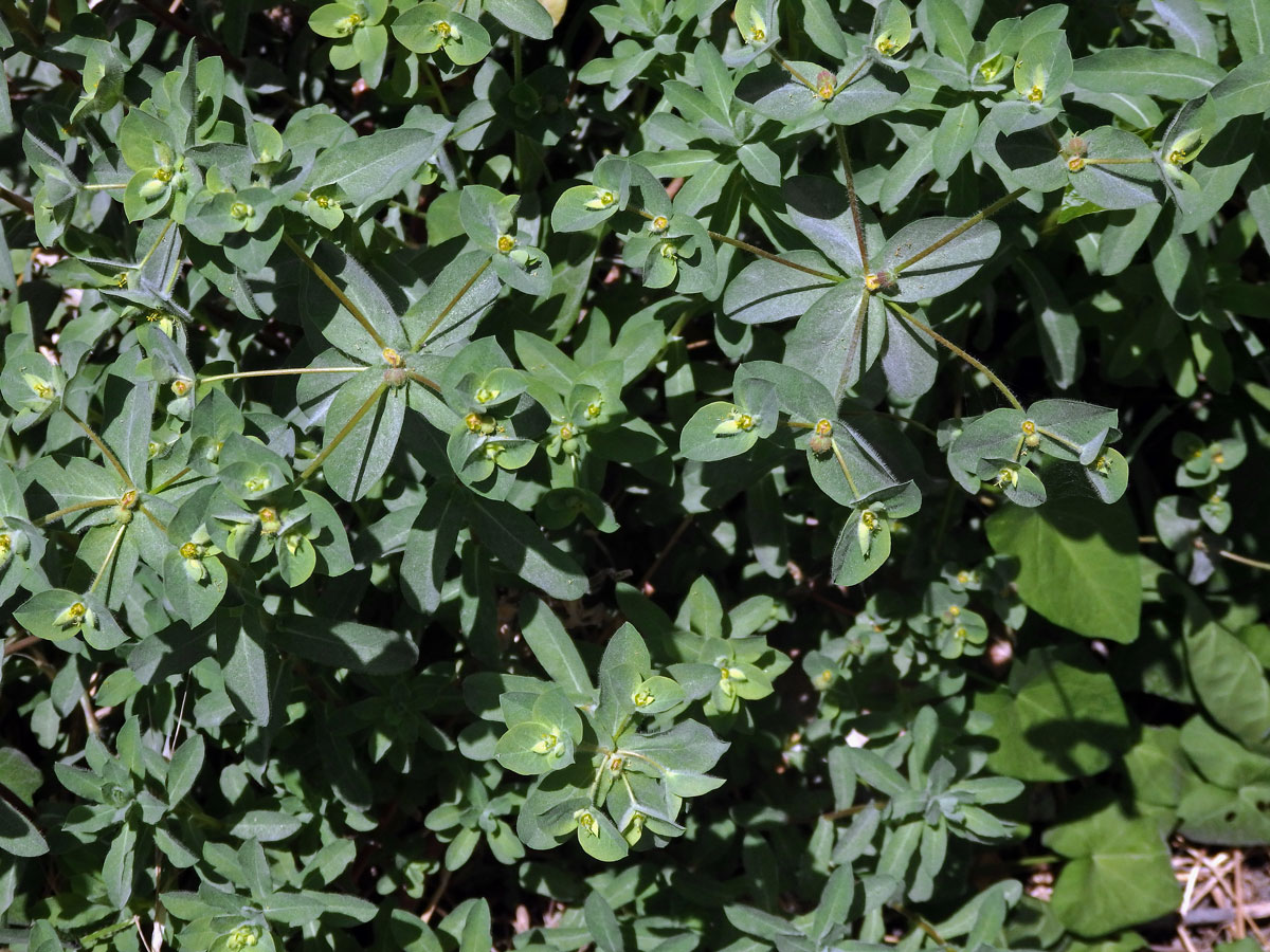 Pryšec (Euphorbia hirsuta L.)