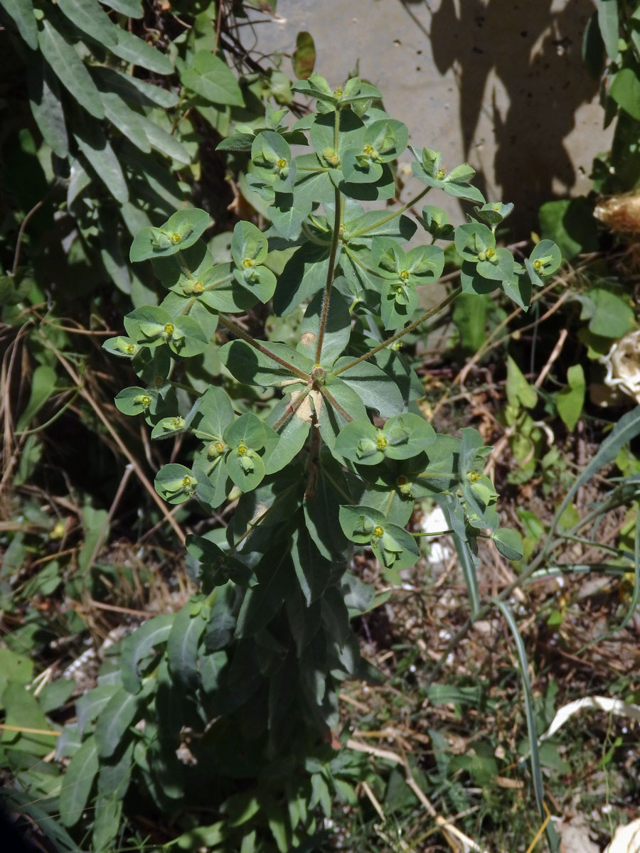 Pryšec (Euphorbia hirsuta L.)