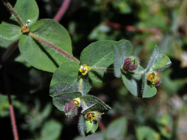 Pryšec (Euphorbia hirsuta L.)